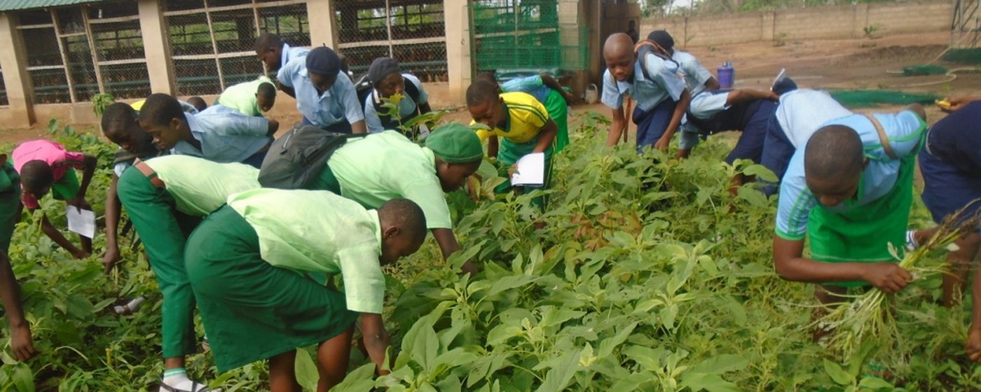 Pupils working the rows on a CORAfrica school farm