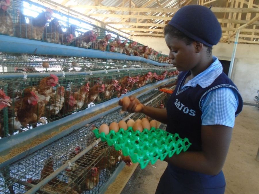 Collecting eggs in a poultry house