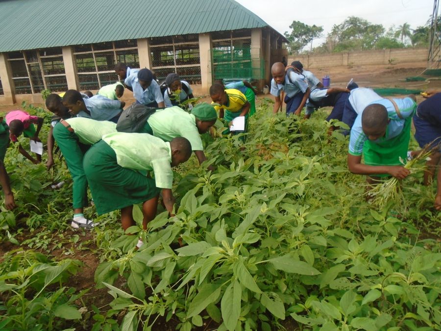Students in school uniform working on a school farm